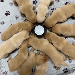 Labrador Retriever Puppies from Blueblood British Gundogs