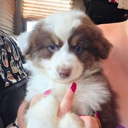 Sedona - Red tri-color female Miniature American Shepherd puppy in Shreveport   Bossier, Louisiana from Jem Miniature American Shepherds