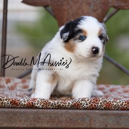 Dally - Blue merle male Australian Shepherd puppy in Olivehurst, California from Double M Aussies