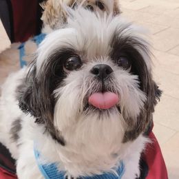 Shih Tzus from Legends Farm