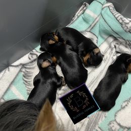 Yorkshire Terrier Puppies from Blissful_Yorkies
