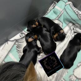 Yorkshire Terrier Puppies from Blissful_Yorkies
