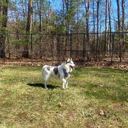 Nala - Blue female Pomsky puppy in Sanbornton, New Hampshire from Kristie’s Husky Haven