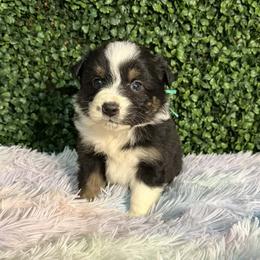 Clover - Black tri-color female Australian Shepherd puppy in Placerville, California from BFF Aussies