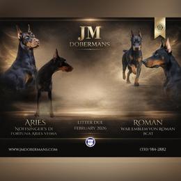 Doberman Pinscher puppies from JM Dobermans