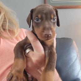 Red female - Red and rust female Doberman Pinscher puppy in Byron Center, Michigan from Steel Haus Dobermans