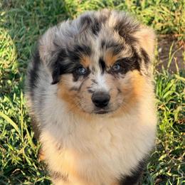 Knox - Blue merle male Australian Shepherd puppy in Mineral Wells, Texas from A6 Australian Shepards