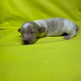 DRM1 cream or red pie - Cream male Dachshund puppy in Carthage, Texas from Rafter C Ranch Doxies
