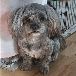 Willow - Lhasa Apso