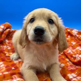 Girl - Dark golden female Golden Retriever puppy in Spanaway, Washington from 11 Oaks Kennels