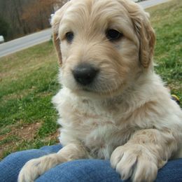 Goldendoodle Puppies from Carolina Doodle Puppies
