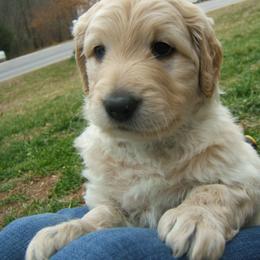 Goldendoodle Puppies from Carolina Doodle Puppies