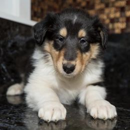Collies from Kid Valley Collies
