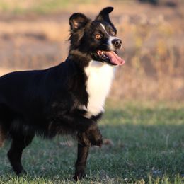 Australian Shepherds and Miniature American Shepherds from Rust Belt Farms