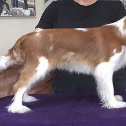 Cavalier King Charles Spaniel Puppies from Kingslee Cavaliers