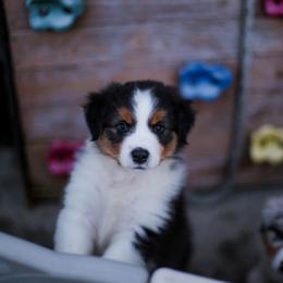 Kiss - Black tri-color female Australian Shepherd puppy in Lakewood, California from Cloud Nine Kennel