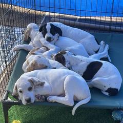 Pointer Puppies from Playlist Pointers