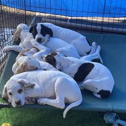 Pointer Puppies from Playlist Pointers