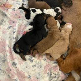 Girl 3 - Mahogany and white female Basset Hound puppy in Daleville, Alabama from Home Grown Basset Hounds of Alabama