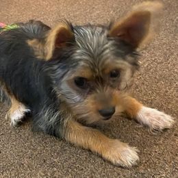 Yorkshire Terriers from Julie Canty - Live Oak, Florida