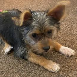 Yorkshire Terriers from Julie Canty - Live Oak, Florida