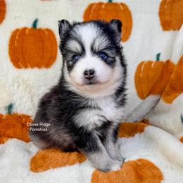 Boone - Black and white male Pomsky puppy in Sheffield, Iowa from Clover Ridge Pomskies