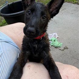 Red collar 5 - Mahogany male Belgian Malinois puppy in Midway, Georgia from C4MALINOIS