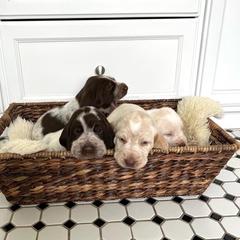 Spinoni Italiani from La Casa Azzurra