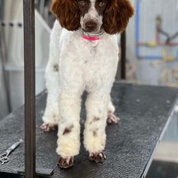 COCOA - Poodle