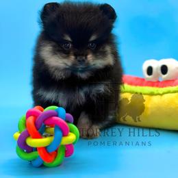 Titus - Black and tan male Pomeranian puppy in Redlands, California from Torrey Hills Poms