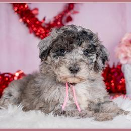 Vera - Merle female Bernedoodle puppy in Connersville, Indiana from Deaz Doodle Ranch