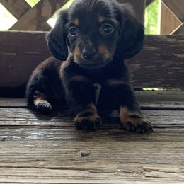 Dachshund Puppies from L & A Dachshunds