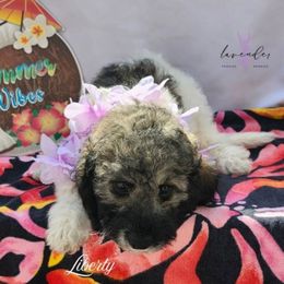Liberty - Sable and white female Cockapoo puppy in Mancelona, Michigan from Lavender poodles & doodles