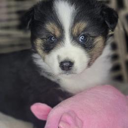Mina - Black tri female Miniature Australian Shepherd puppy in Lincoln, California from Elegant Aussies