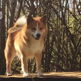 Kepler - Icelandic Sheepdog