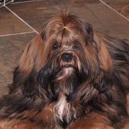 Ollie - Lhasa Apso