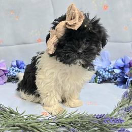 Black spotted girl - Black and white female Havanese puppy in Vinita, Oklahoma from Locust Creek Shih Tzu & Havanese