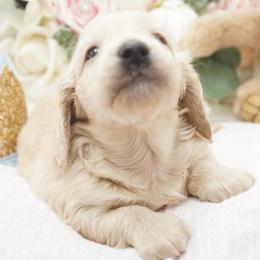 Mark McSteamy - Cream male Dachshund puppy in Big Rapids, Michigan from 30 Acre Woods Dachshunds