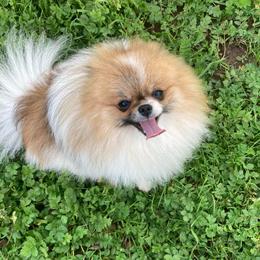 Titan - Pomeranian