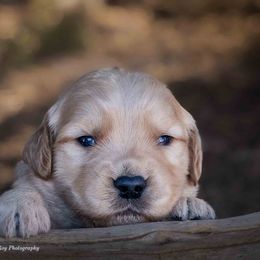 Golden Retriever Puppies from AmazingK9s