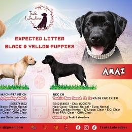 Labrador Retriever puppies from Tsuki Labradors