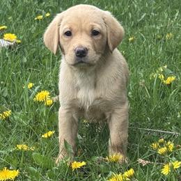 Labrador Retriever Puppies from Ozatonka British Labs
