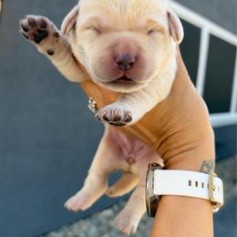 Yellow - Champagne female Dilute Retriever puppy in Orangevale, California from NorCal Silver & Coal Labradors
