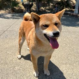 Rose - Red female Shiba Inu puppy in Napa, California from Shinin Shibas