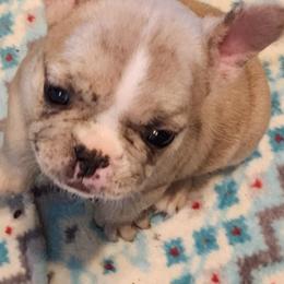 Caramel swirl - Fawn brindle and white female French Bulldog puppy in Goshen, Ohio from Washburns bostons