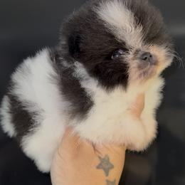 Cupid - Black parti male Pomeranian puppy in Wagoner, Oklahoma from Cascade Pomeranians