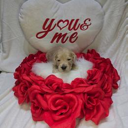 Chrissy - Cream female Goldendoodle puppy in Georgetown, Tennessee from Georgetown Designer & Purebred Puppies