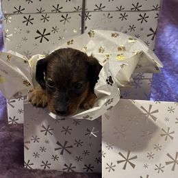 Peppermint Patty - Red Dachshund puppy in Cisco, Texas from Hailey's Doxies