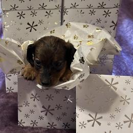 Peppermint Patty - Red Dachshund puppy in Cisco, Texas from Hailey's Doxies