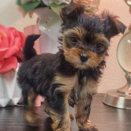 Yorkipoos from Bridgemont Doodle Co.